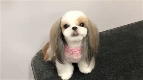 Cute Dog and Puppies Haircut Compilation 2019 - YouTube