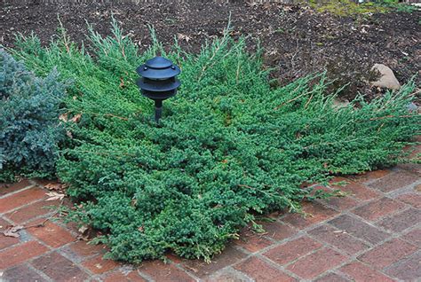 Juniperus procumbens 'Nana' | Landscape Plants | Oregon State University