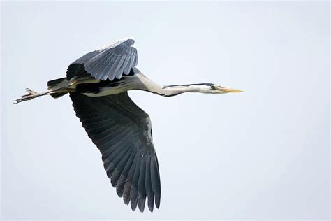 Grey Heron In Flight Photograph by John Devries/science Photo Library