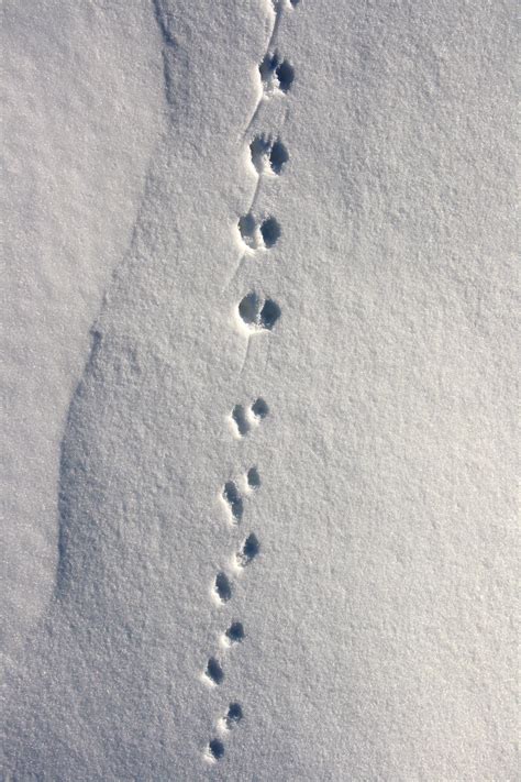 Animal tracks in the snow #RogersWinterWhites | Hoof print, Animal tracks, I love snow