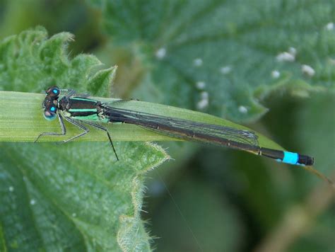 Blue-tailed Damselfly Ischnura elegans - BRITISH NATURE GUIDE