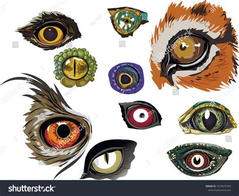 Collection Color Drawings Animal Eyes Stock Vector (Royalty Free) 1619679769 | Shutterstock