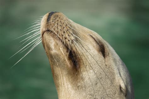 Marine Mammals Actively Explore Environment with Whiskers — Mary Bates, PhD