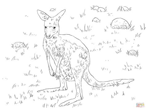 Young Eastern Grey Kangaroo coloring page | Free Printable Coloring Pages