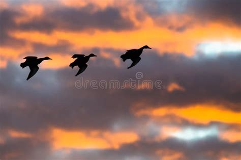 Silhouetted Ducks Flying In The Sunset Sky Stock Image - Image of animal, silhouette: 80992567