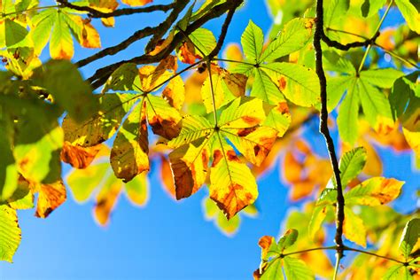 Autumn Buckeye Tree Free Stock Photo - Public Domain Pictures