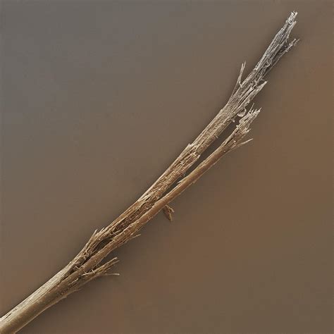 Human hair shaft with split ends SEM Photograph by Science Photo Library