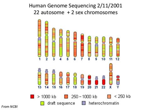 Human genome project