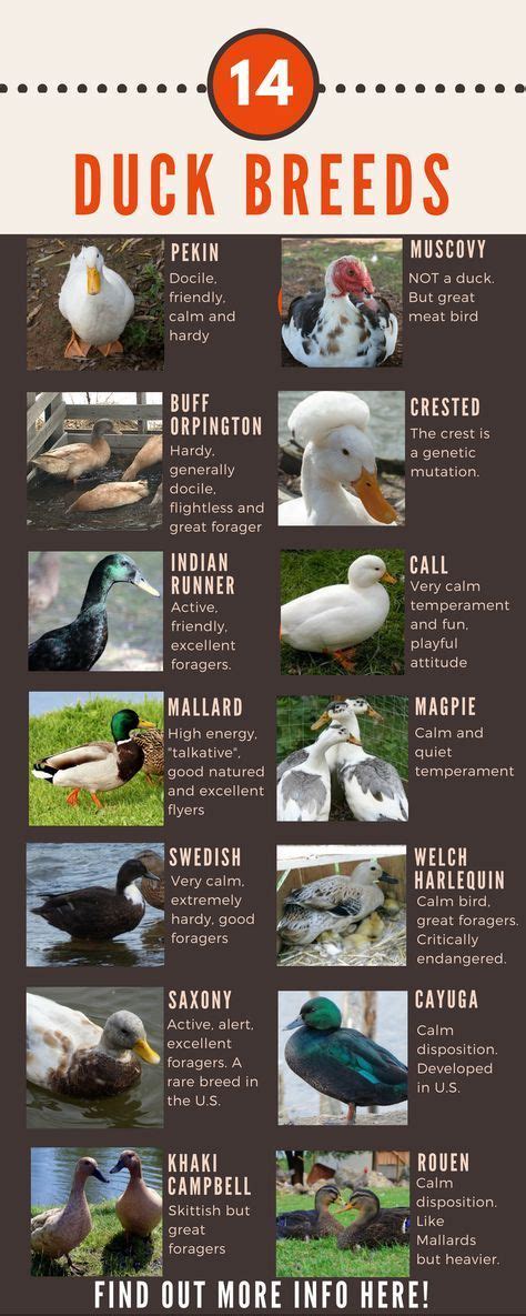 Duck Breeds: 14 Breeds YOU Could Own and Their Facts at a Glance | Duck breeds, Pet ducks, Duck coop