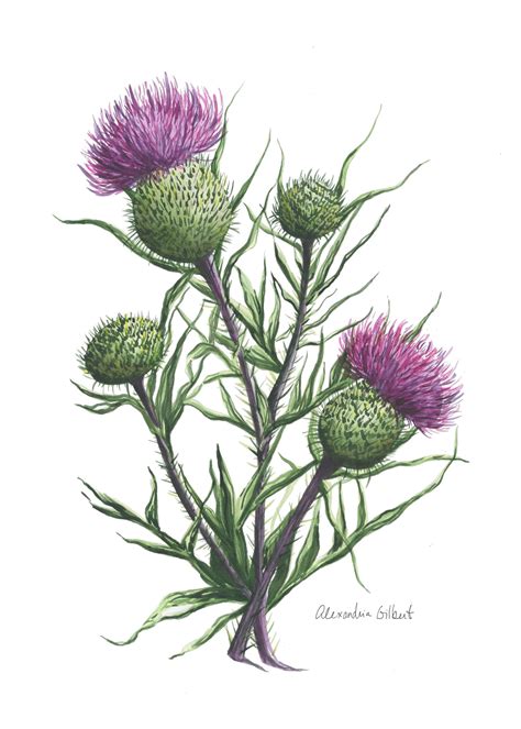 Scottish Thistle Fine Art Watercolor Print | Thistle painting, Thistles ...