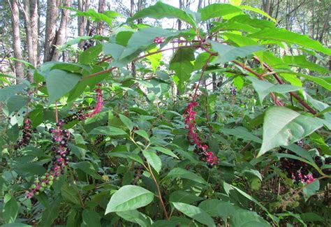 6 Fascinating Plants that Look Like Elderberry | Easy Gardens Life