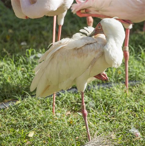 Pictures and information on African Spoonbill