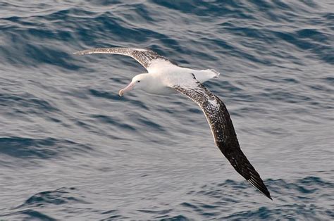 Tristan da Cunha | Sea birds, Birds in flight, Albatross