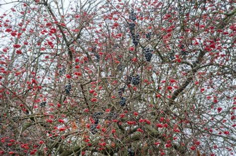 How And When To Prune Viburnum | Horticulture.co.uk