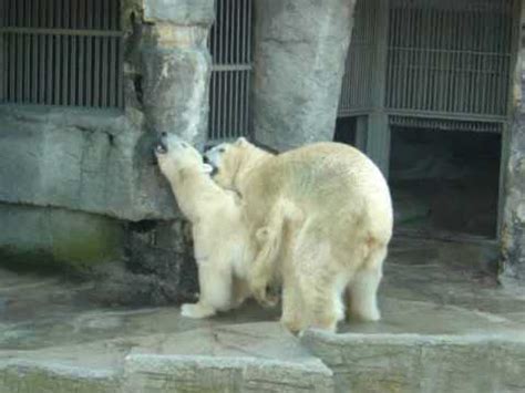 Polar bears mating in Schönbrunn - YouTube