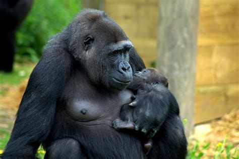 Bristol Zoo Gardens – kidstodo