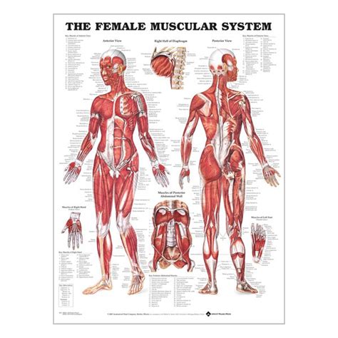 Chart "Female muscular system"