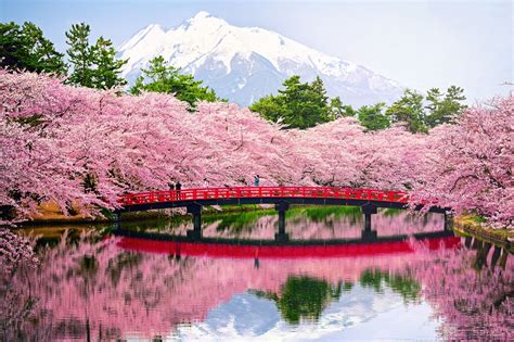 hana zakari - ..full cherry blossom in japan | Cherry blossom japan ...