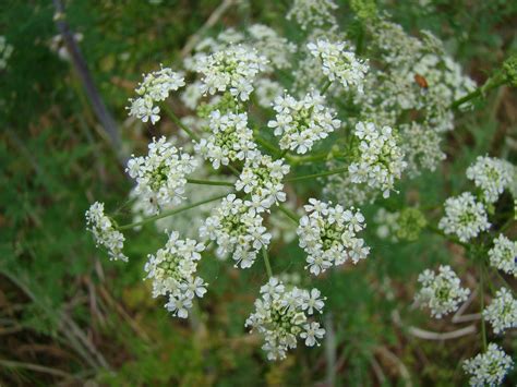 Leaves of Plants: Hemlock