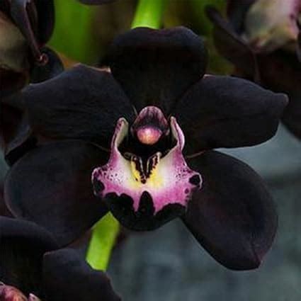 love orchid flower: The Black Orchid Flower