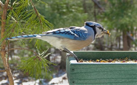 Blue Jay - FeederWatch