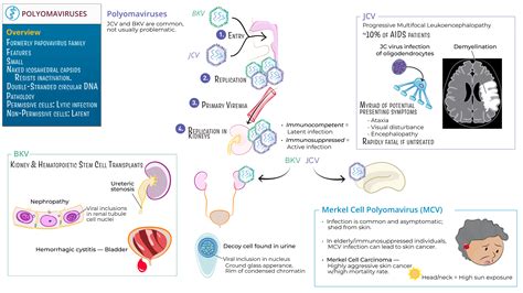 Immunology / Microbiology: Polyomaviruses | ditki medical & biological ...