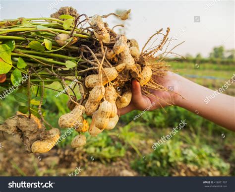 15,573 Peanut harvest Images, Stock Photos & Vectors | Shutterstock