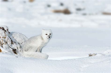 Arctic fox | Adaptations, Habitat & Diet | Britannica