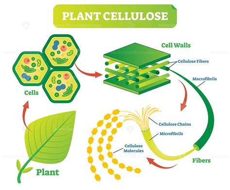 Plant cellulose biology vector illustration diagram - VectorMine