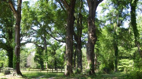 Quail Hunting Plantation - Agri Land Realty, LLC.