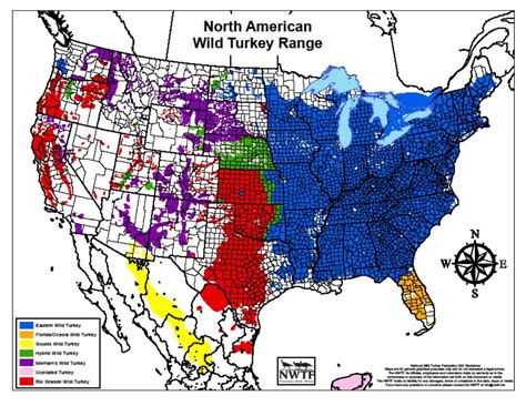 Top 5 Turkey Hunting States - Legendary Whitetails