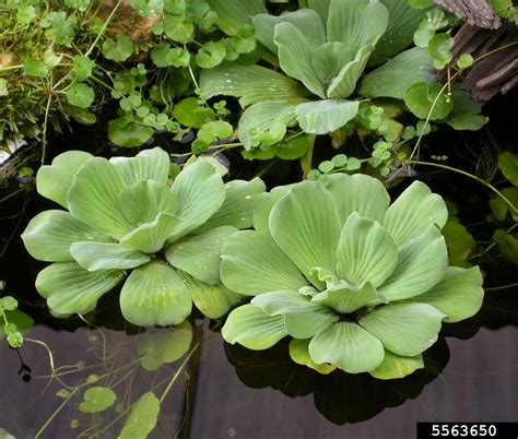 water lettuce (Pistia stratiotes)