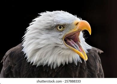 Angry Eagle Stock Photo 257888333 | Shutterstock