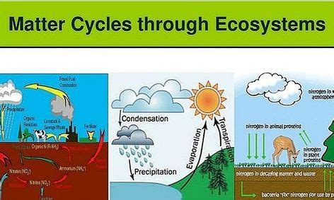 The Three Main Cycles of the Ecosystem | Small Online Class for Ages 9 ...