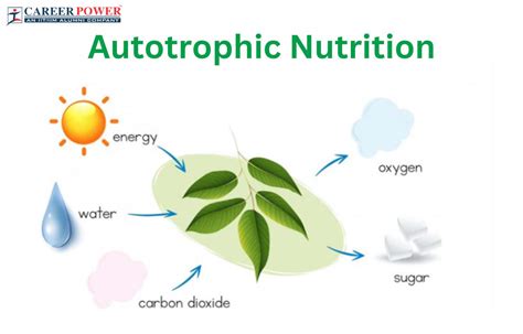 Autotrophs Examples