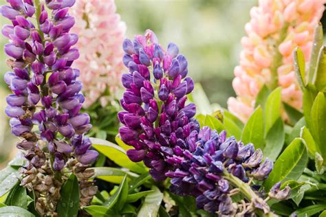 How to Grow and Care for Lupine (Bluebonnet)