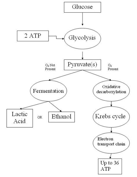 Respiration- Types and Phases Of Respiration In Organisms