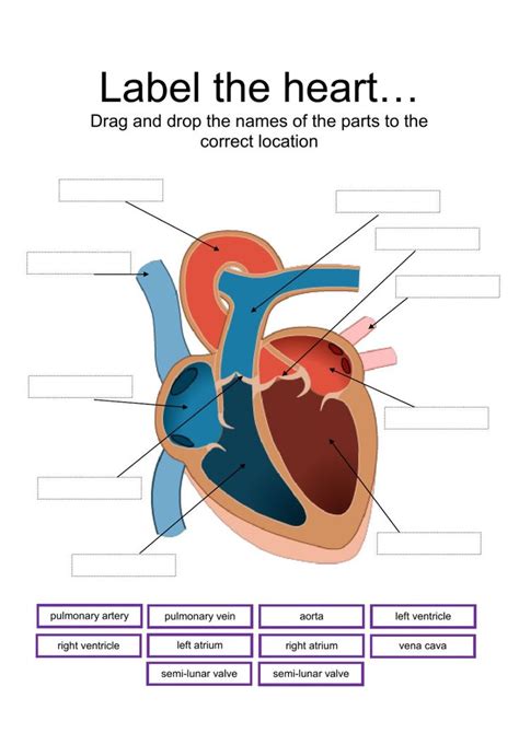 Heart Anatomy Labeling Worksheet