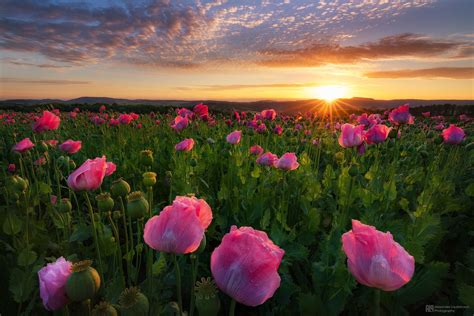 pink poppy sunrise | Beautiful landscapes, Beautiful nature, Beautiful flowers