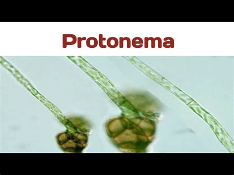 Moss Protonema Labeled