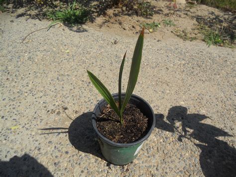 Medjool Date Palm Seedlings 1gallon pot