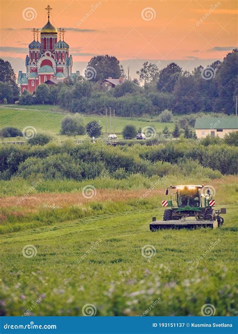 Forage Harvesting in the Fields. Stock Image - Image of combine ...