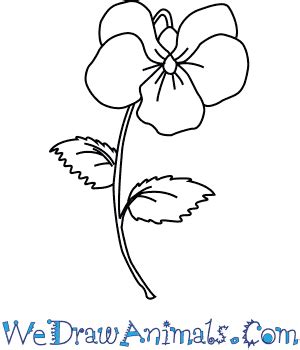 How to Draw a Violet Flower