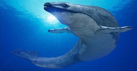 Today's whales migrate with the same path their ancestors lived 270,000 ...