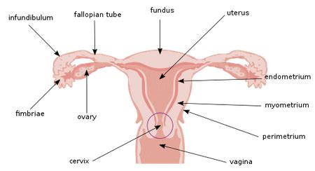 Cervix Anatomy, Location & Function - Lesson | Study.com