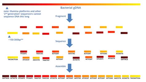 DNA SEQUENCING: ILLUMINA WORKFLOW PART-4 (SEQUENCING BIOINFORMATICS)