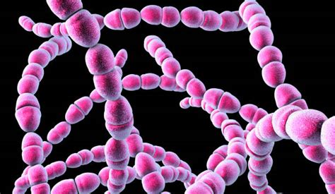 Streptococcus Salivarius Morphology