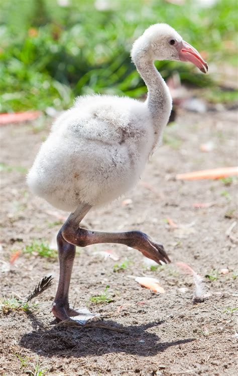 TPA Quick Take: BABY FLAMINGOS HATCHED AT BUSCH GARDENS TAMPA BAY