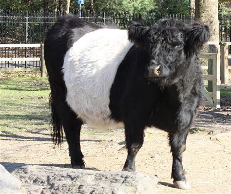 Oreo Cow Photograph by John Telfer - Pixels