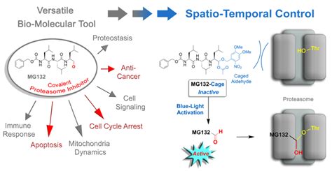 Transformation of the versatile covalent proteasome inhibitor MG132 ...